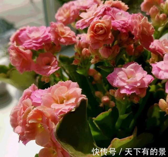 天冷了，这4种花，大肥大水要跟上，年底开爆盆