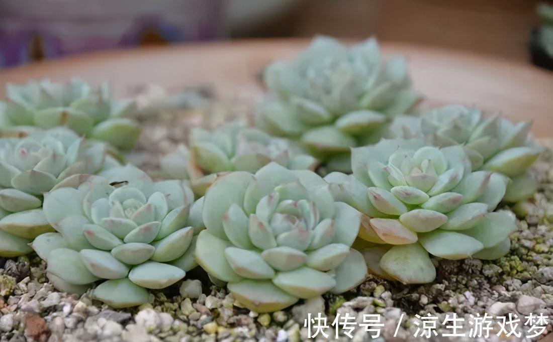 养花的你,知道这种小石头有多神奇吗