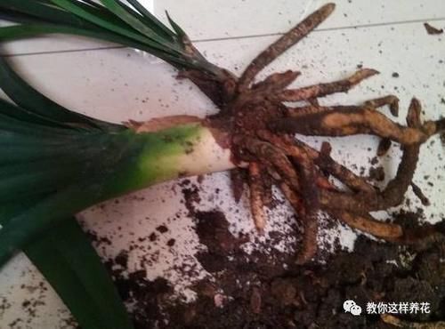 发财树君子兰烂根,可别扔了,1个小招就能救活!