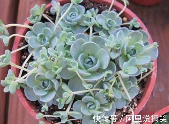 技巧|精挑细选32种多肉植物,1分钟掌握养护技巧,非常实用