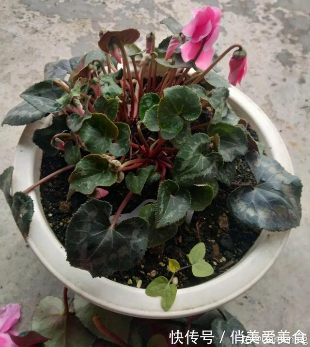 高温|10种花要控水，天热反而不能浇，一浇水就死