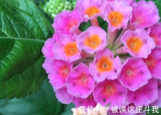 越漂亮的花越有毒。快来了解这18种“大毒化”。提高知识不吃亏