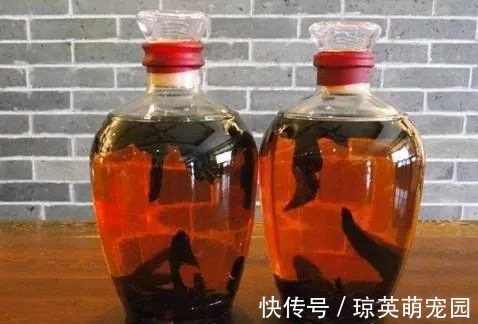 绝招|民间老郎中家传绝招！一个4味药的泡酒方，腰突疼痛，一分钟见效