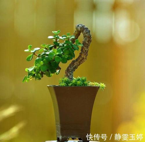 居家养花，推荐你养这3种，摆一盆大气上档次，值得拥有