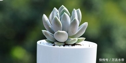 肉友|多肉植物不养肥不好看,看看资深肉友的养肉经验