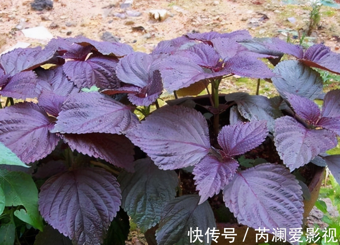 野菜|原名“紫舒”，是野菜也能入药，吃了会让人舒服，还是天然防腐剂