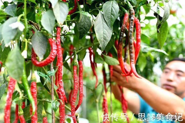 亚硝胺|吴孟达患肝癌令人揪心,请牢记肝脏最大的敌人是这10样食物