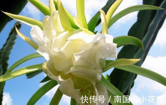 养花试试这几款,茎干翠绿而挺直,造型庞大又特殊