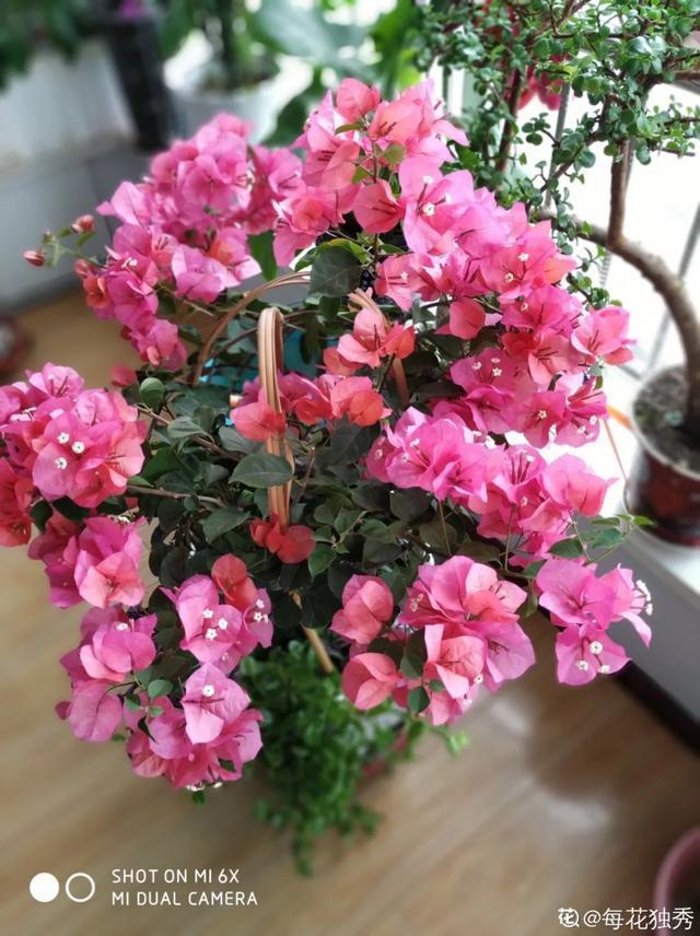 扦插|三角梅的养护大全摘光叶子，少浇水，使劲晒，开花爆满盆