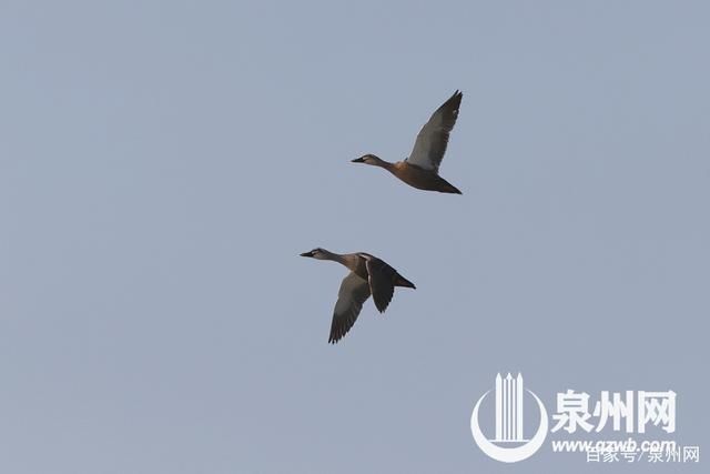 石狮蚶江湿地公园候鸟群飞 气势磅礴