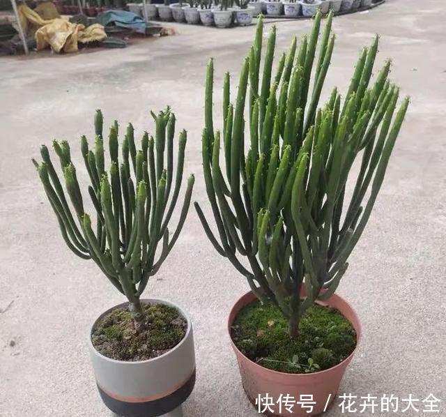 家里养几盆光棍树,清雅又别致,新手也能轻松上手