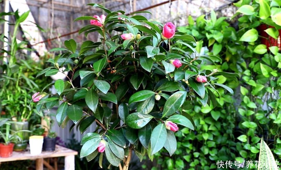 养茶花，孕蕾期间做好4件事，不落花苞，提前开花