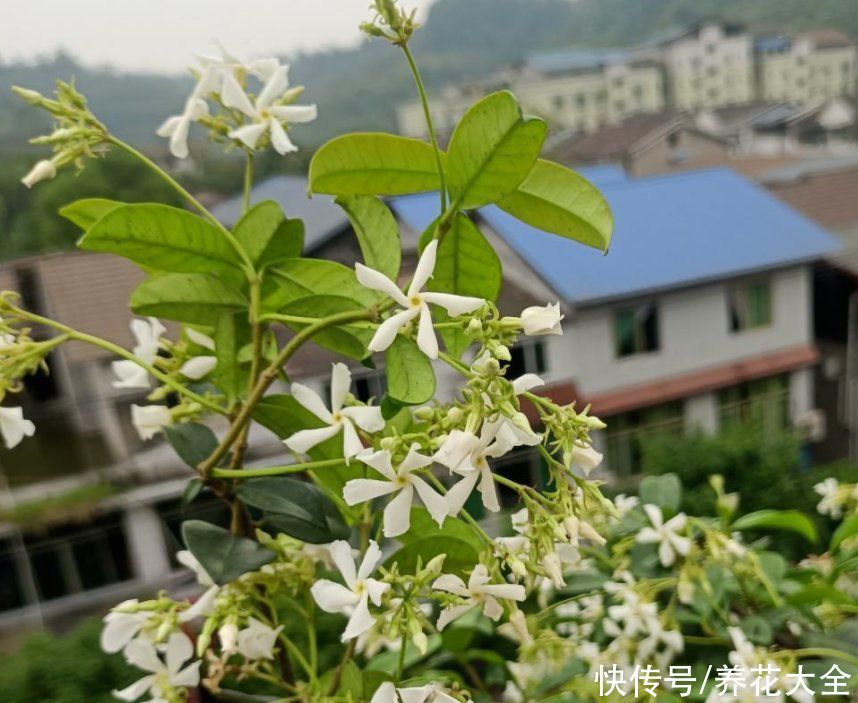 80种常见花，花谱整理好了，以后识花不求人