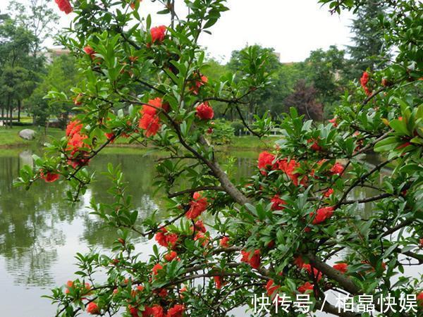 花朵大又红,寓意着子孙满堂,不抽烟、不喝酒也要养两盆