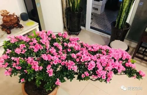 蟹爪兰，长寿花，杜鹃花败之后，赶紧做2步，不久又可以爆花啦