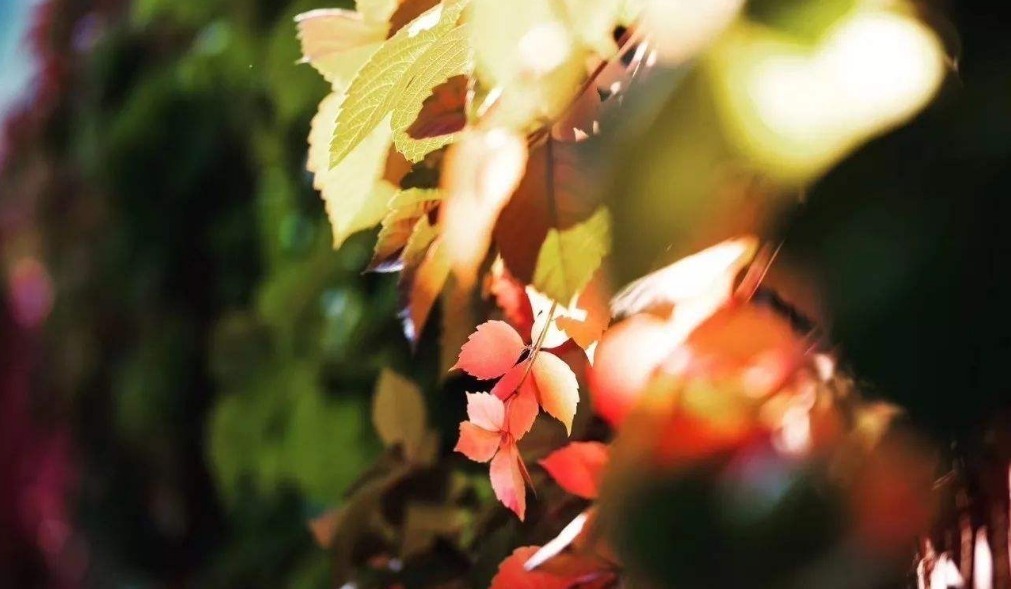  诗词|【诗词鉴赏】古诗词里听秋声，声声入耳，句句在心！