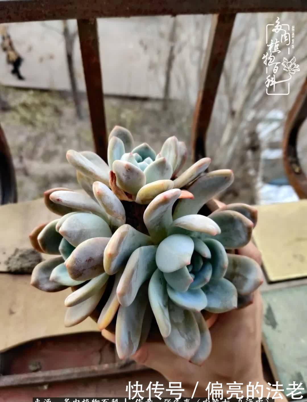 吸取教训 不断探索 英语老师的多肉碎碎念 粉紫色