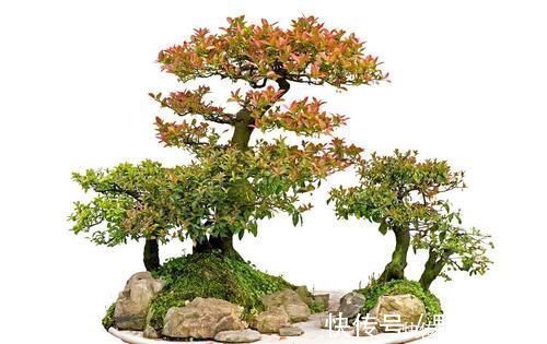 盆景|盆景树木叶片太大,3个控叶技巧,让叶片变小,尽显古朴苍老,不学可惜了