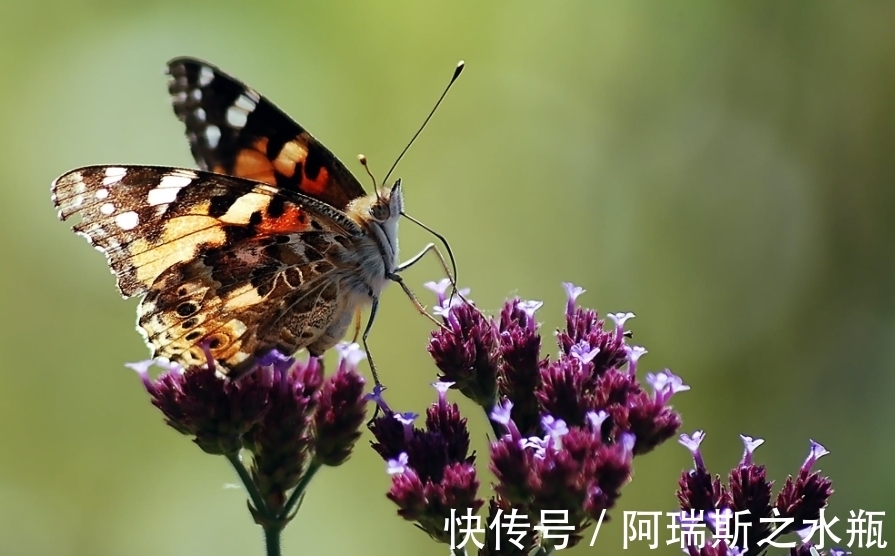 生肖兔|6月底，喜鹊喳喳叫，爱情桃花开，3生肖得到爱神眷顾，旧情人回头