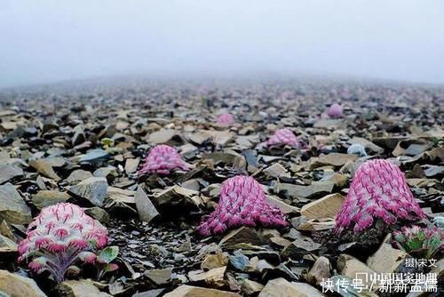 太阳鸟|没去过“三江并流”？你可能错过了“半个地球”