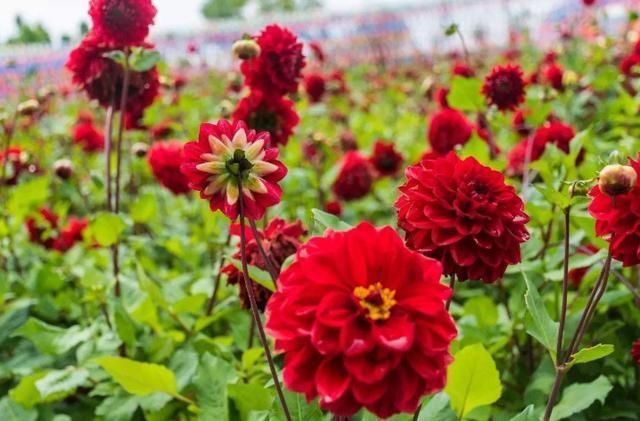 长寿花|养这4种花，夏天不能“偷懒”，没事“剪一剪”，秋季开花就爆盆