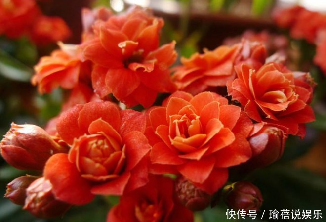 养长寿花时,避开2大“雷区”,植株越长越旺,花多叶茂轻松爆盆