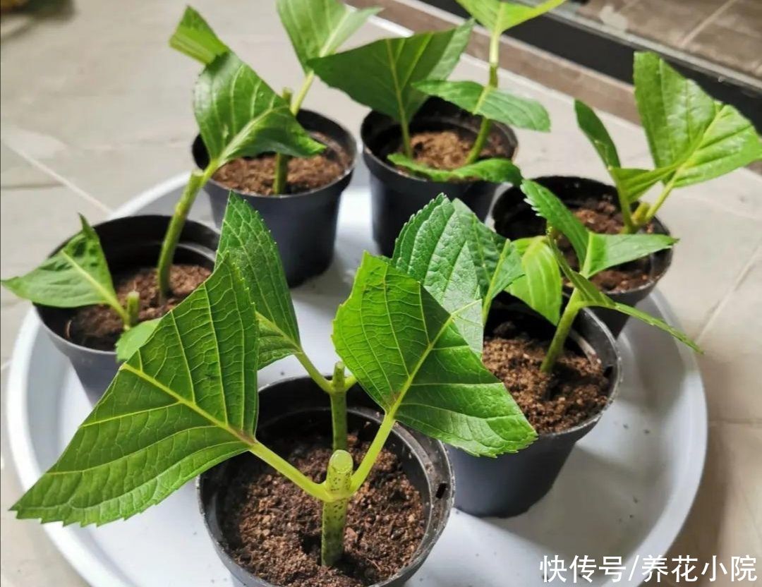 修剪|立秋了,扦插5种花,生根快,容易成活