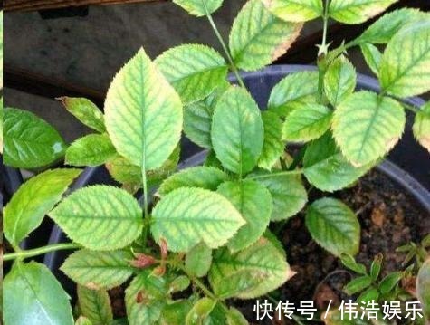 蓝妖|月季花杜鹃花栀子花总是养不活教你一招,连开3个月!