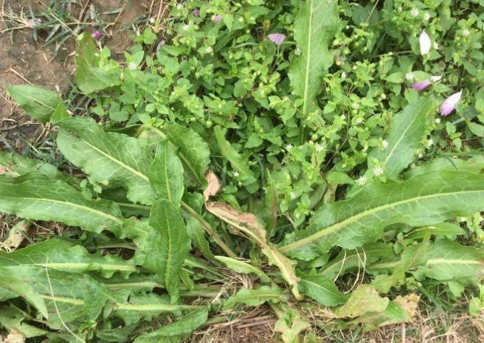 中草药|农村路边喂猪的野草，浑身都是宝，清热解毒，疏风祛湿，你认识吗