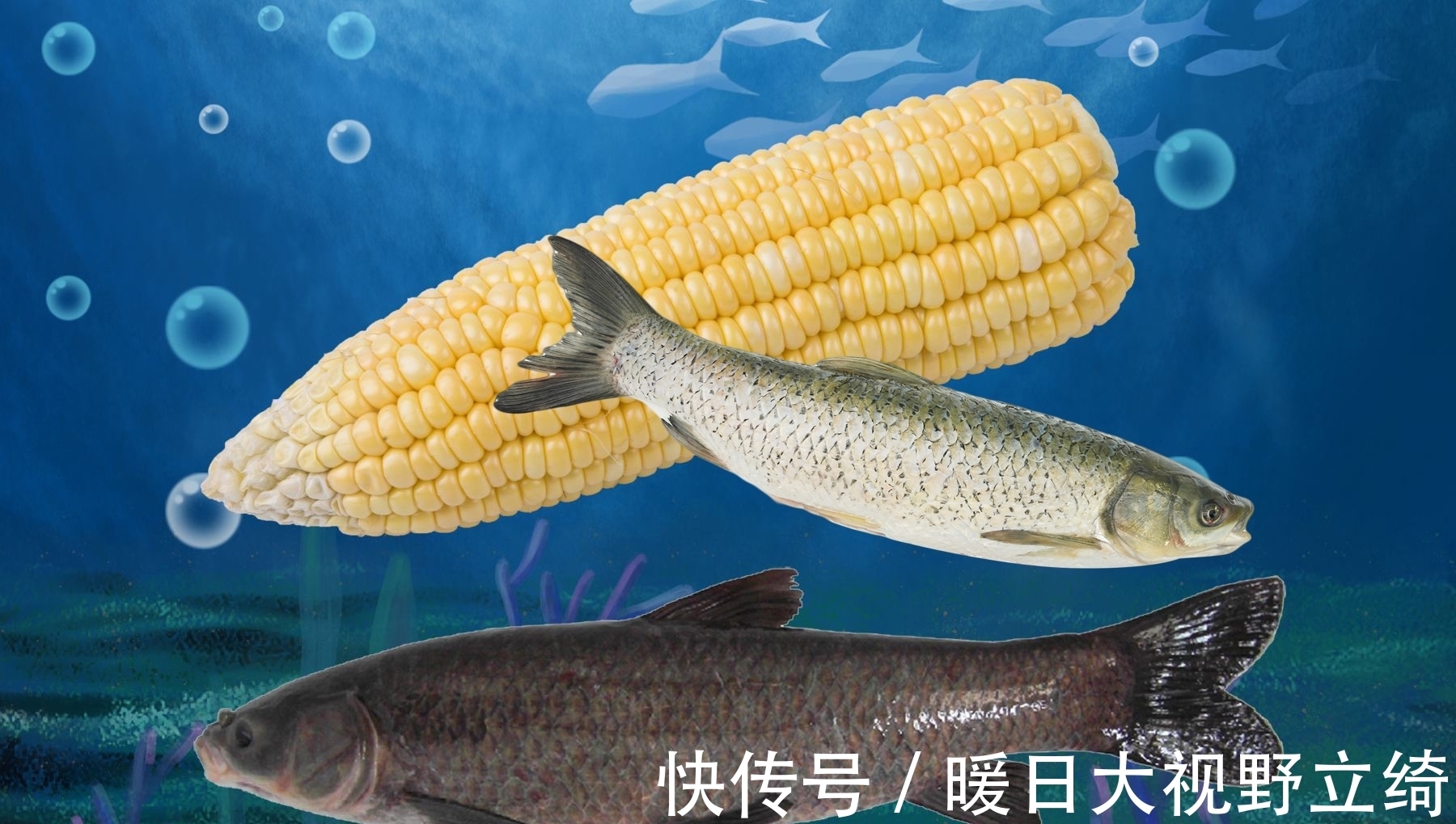 黑坑|夏天时,青鱼喜欢吃那种食物?青鱼喜欢哪种气味?夏天钓青鱼技巧
