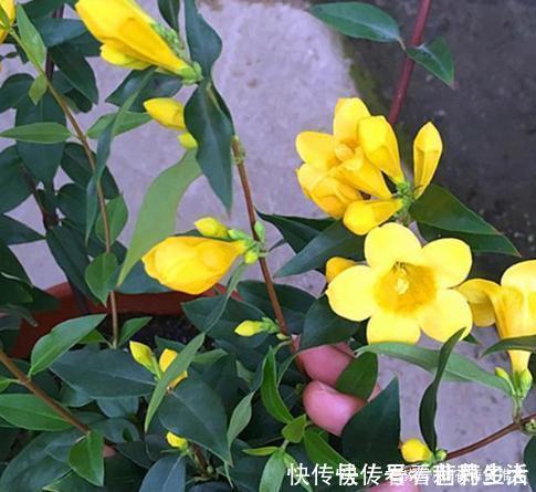 茉莉|这种“香水花”，家里摆上一盆，满屋飘香，轻松爆盆