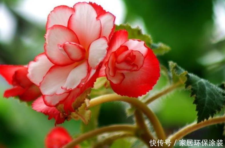 开花最香的4种花,家里养一盆,吉祥富贵,红红火火好运来!