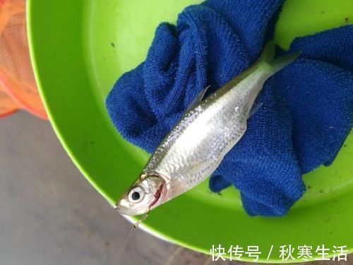 六陈水库开光新鱼护,崇尚不以爆护秀钓技