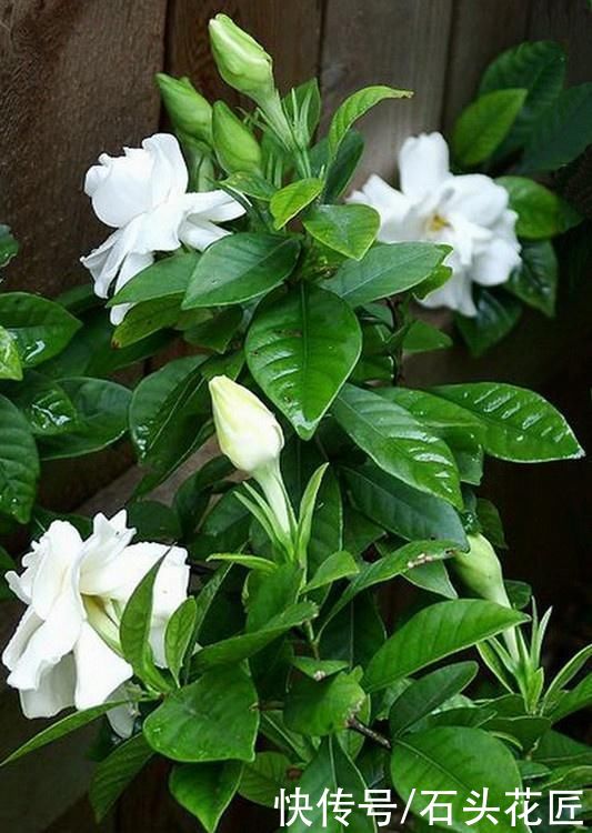 家里有此“4种花”，立春后就得“赶紧”修剪，迟了会影响生长