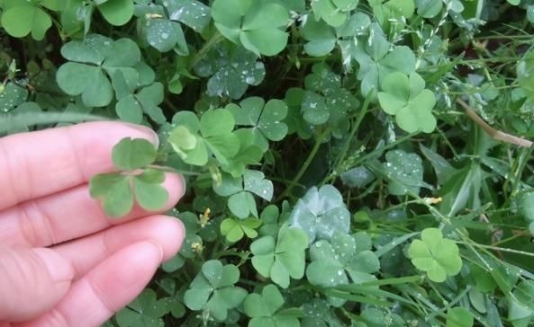 三叶酸|它叫三叶酸,很多人只摘叶吃,却不知地下藏“水晶萝卜”,吃过吗