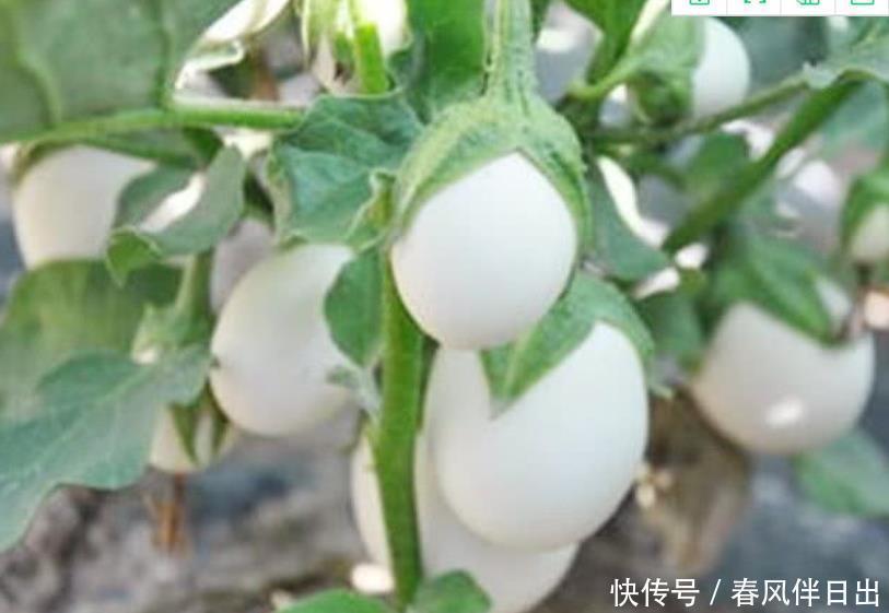 阳台养盆“鸡蛋”,生长快结果多,3天采摘1次,够全家吃!