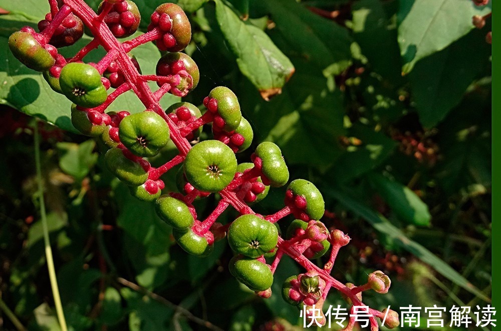 商陆根|农村有一种野草,人称“见肿消”,消肿具有奇效,你在路边见过吗