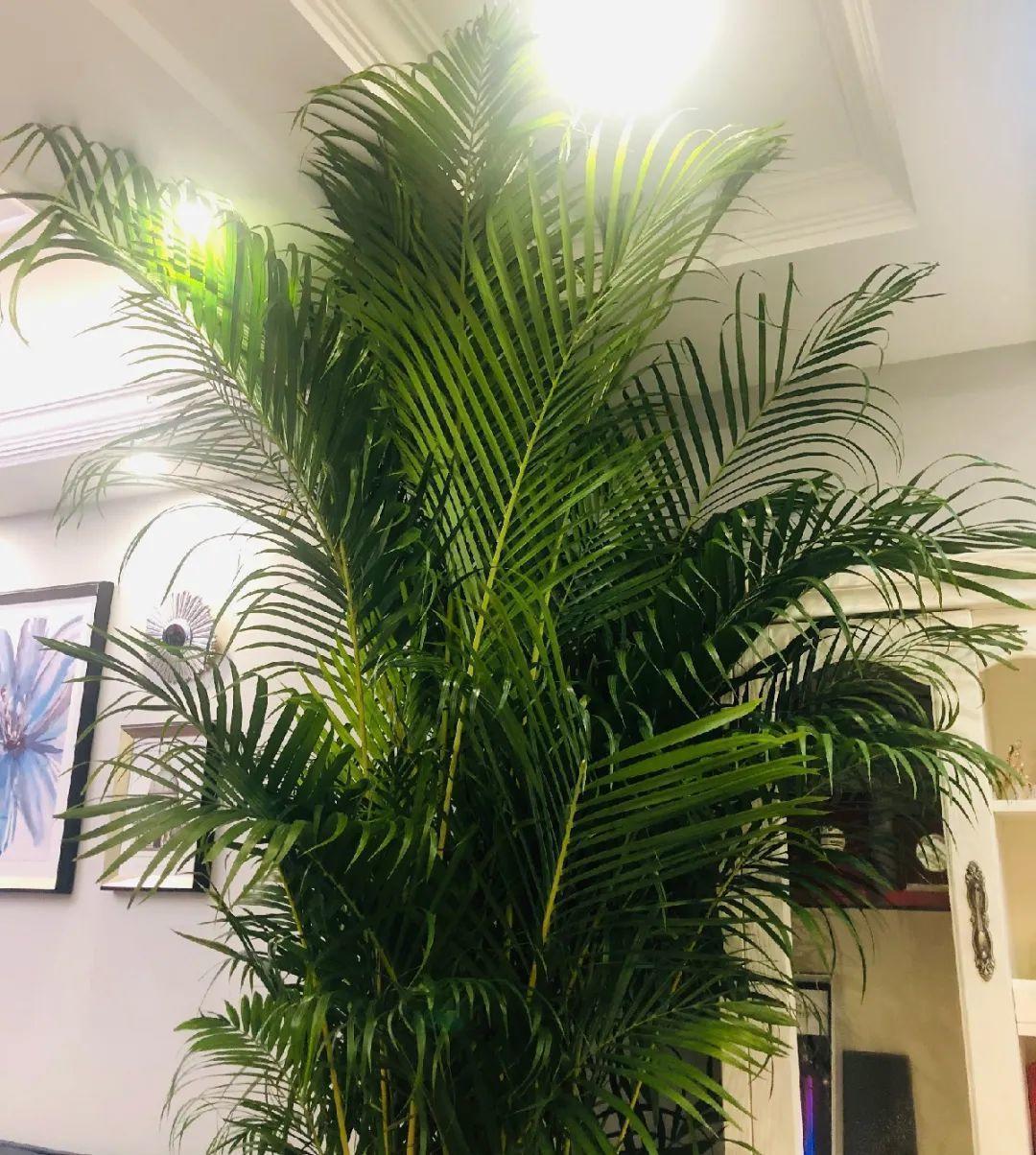 龟背竹是“吸废气”高手,家里放一盆,门窗紧闭也能空气清新!