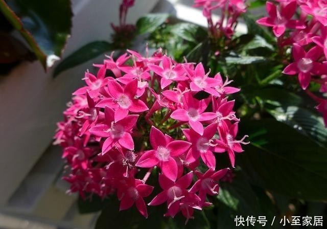  开花|室内养花选“繁星花”吧，好养易打理，叶色终年常绿，四季有花赏