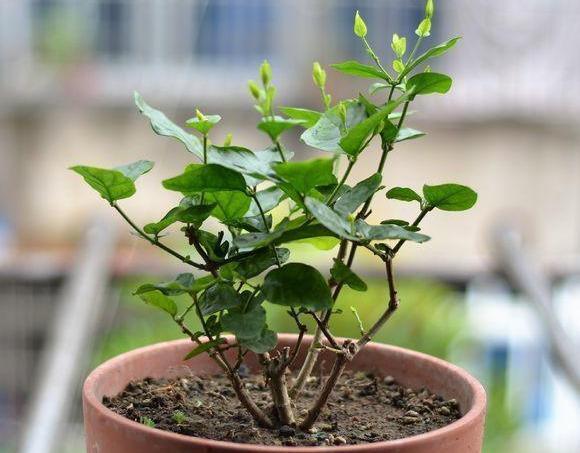 枝条|矮化茉莉的手法,只需这里“剪一下”,植株矮壮,发满“花芽”