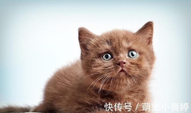 幼猫眼角有红色分泌物 幼猫眼角有红色分泌物
