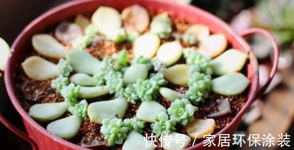 叶插|多肉这样叶插成功率高，分分钟能长根发芽，你清楚嘛