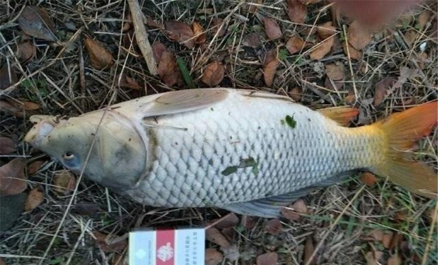 垂钓|海竿钓鱼的六个“不要”,看似简单常被忽略,钓鱼时值得注意