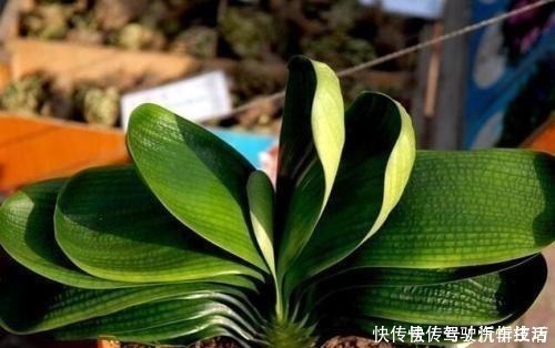 植株|君子兰生长静止了，来几杯“唤醒水”，叶子窜得快花箭冒出来！