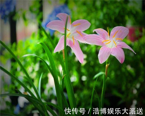 夏季|花卉如何度过多雨季节教你需要预防的3件事,别说没提醒