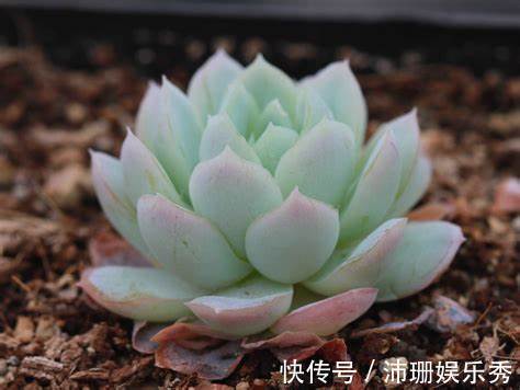 花友|多肉长时间不服盆怎么办?注意几个上盆大坑,多肉长势好色泽光亮