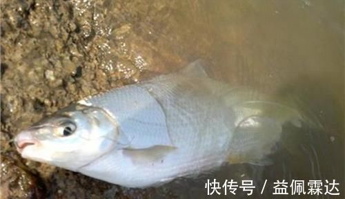 黄尾鲴|调漂技巧:手竿钓黄尾鲴,不会调漂经常锚鱼,会调漂连竿狂拉!