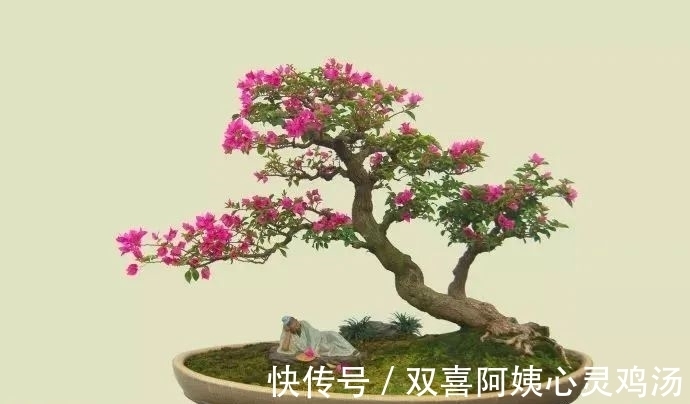 马尾松|徜徉盆景40余年的“盆景迷”