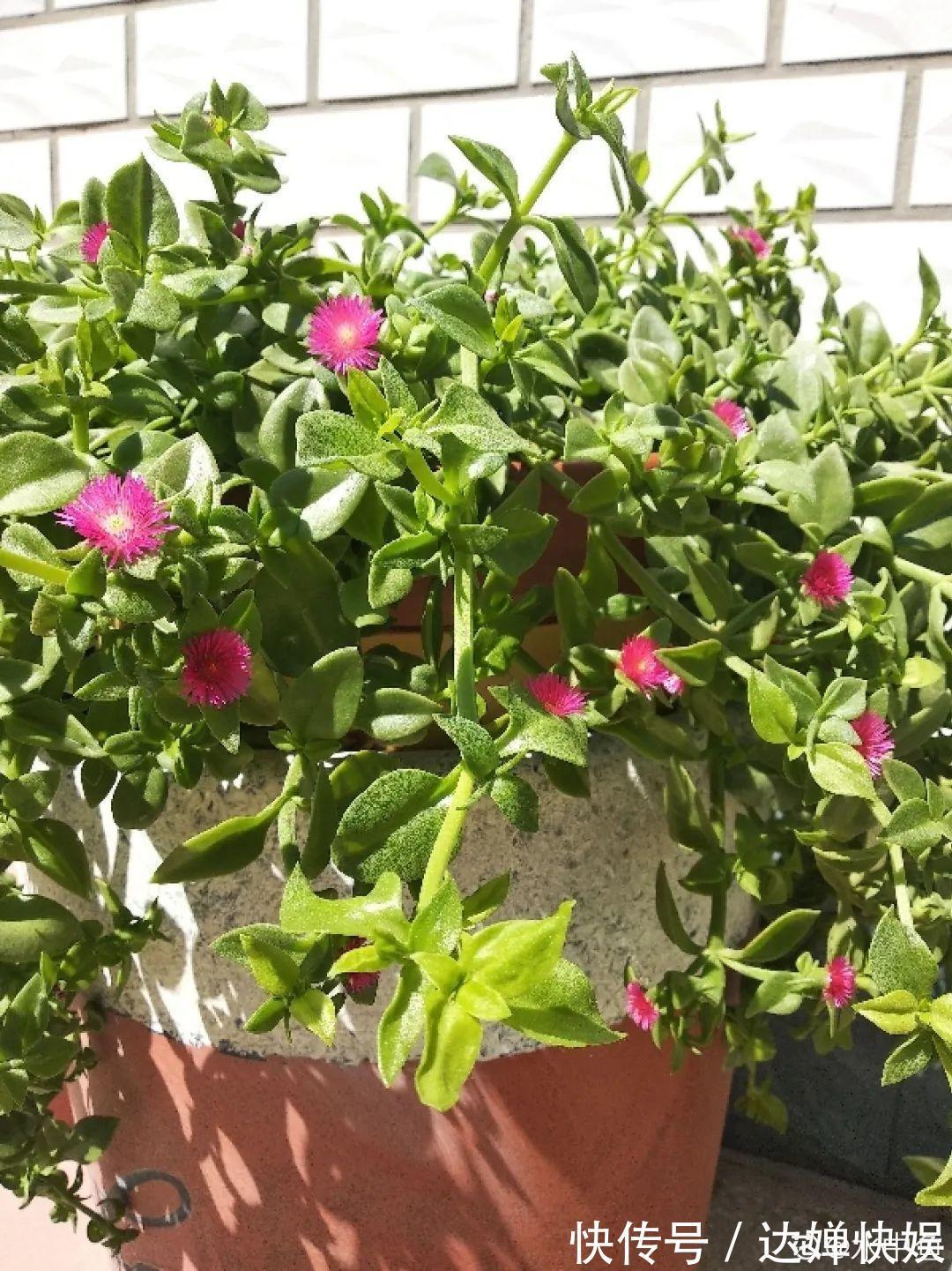 20种花,春天打开小机关,开花提早半个月!