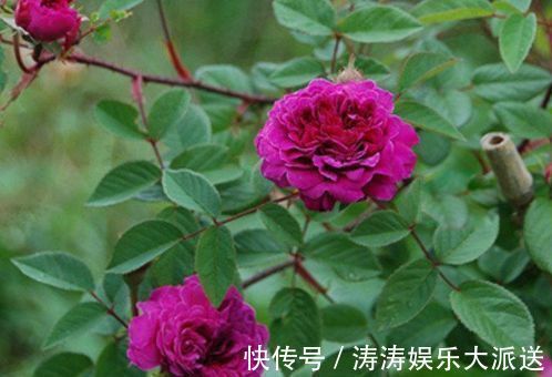 妖娆|“珍品玫瑰”紫玉玫瑰,花开妖娆,赏心悦目,你值得拥有